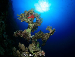 When I see that coral, I always must think at the Ferrari... by Olivier Notz 